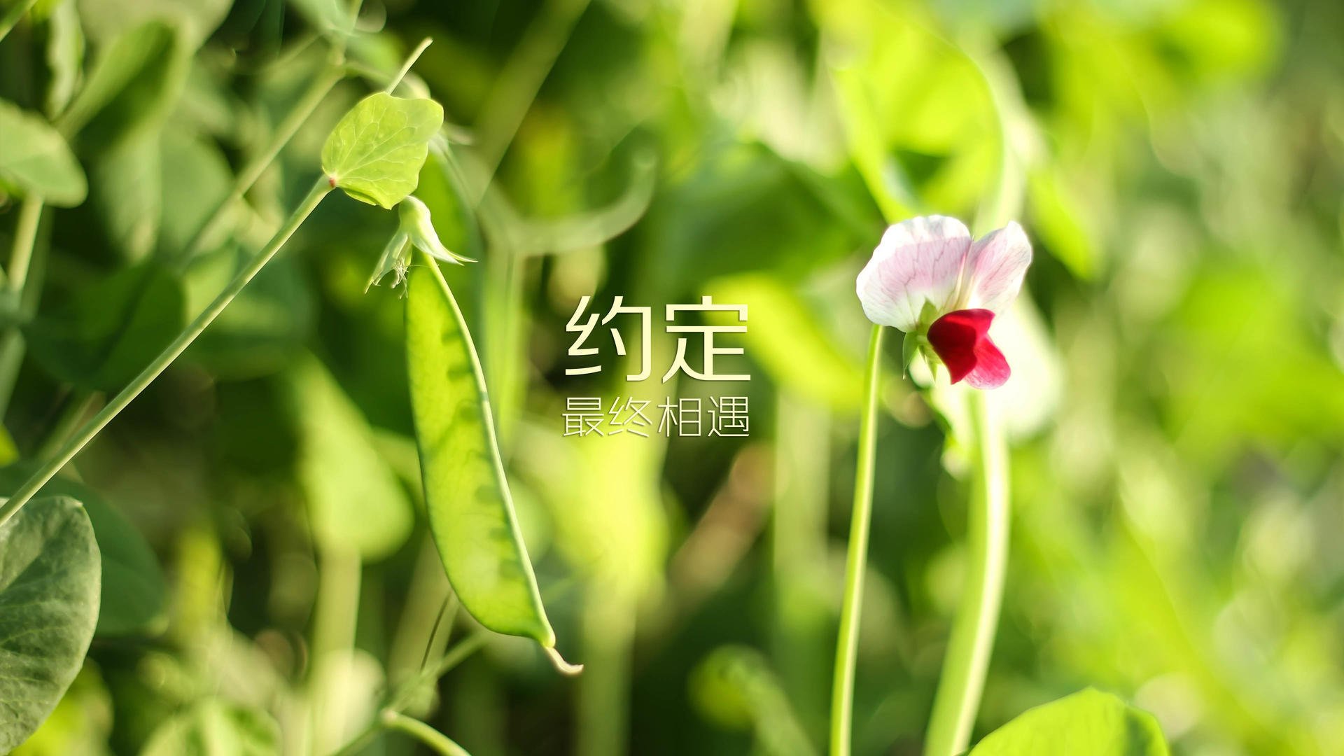 APEX英雄 俱乐部加大投入培养新人，apex俱乐部要钱吗