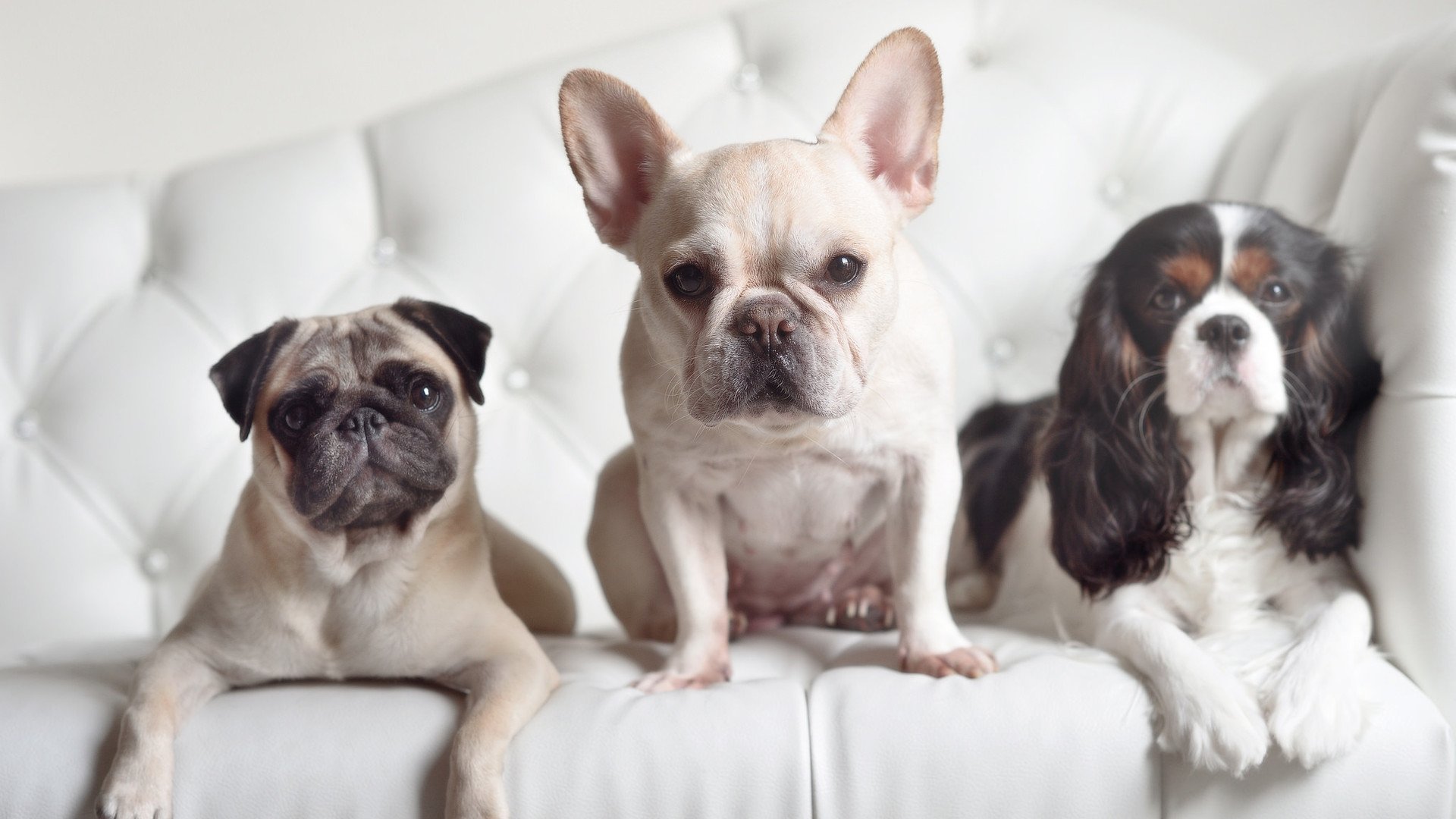 世界滑雪锦标赛：中国代表团取得历史最佳成绩，世界滑雪比赛