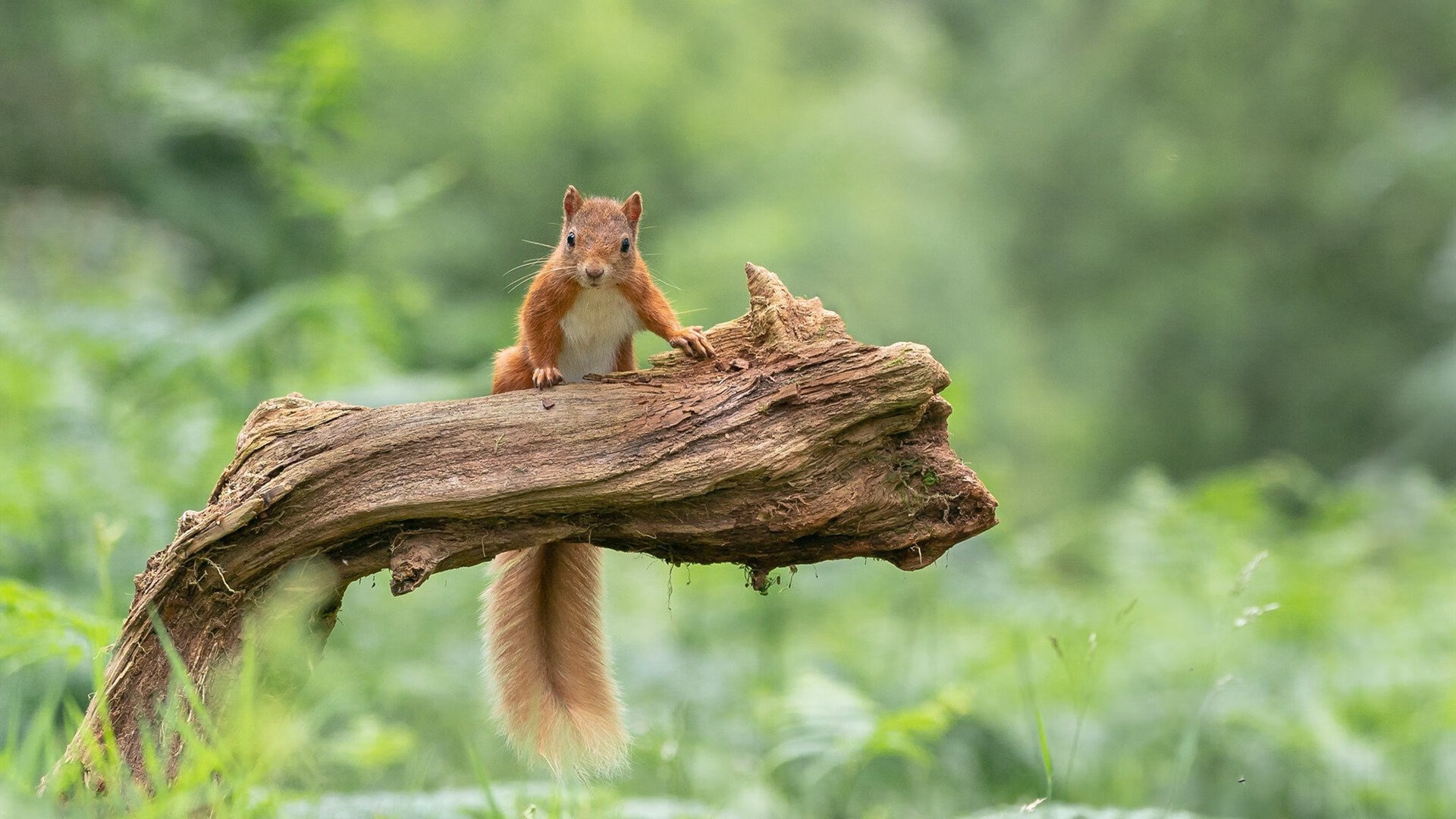 乡村自行车野营赛:自然中的骑行体验,农村自行车图片大全